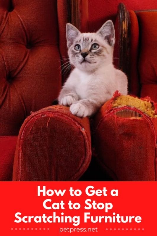 How to Get a Cat to Stop Scratching Furniture in 10 Simple Ways