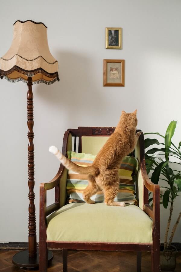 How to Get a Cat to Stop Scratching Furniture in 10 Simple Ways