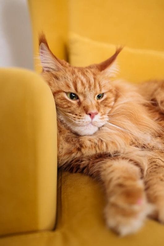 How to Get a Cat to Stop Scratching Furniture in 10 Simple Ways