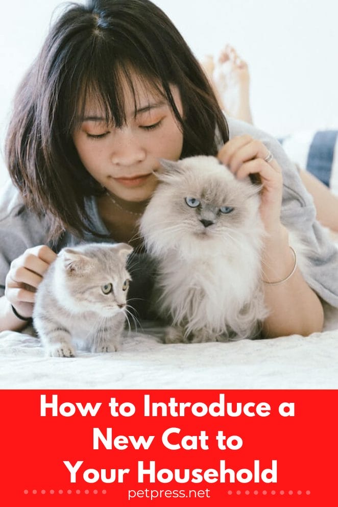 How to Introduce a New Cat to Your Household Tips & Tricks