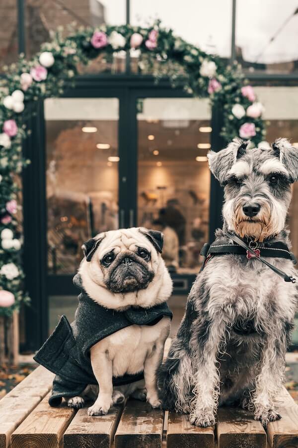 Introducing Your New Dog to your Pets A HowTo Guide