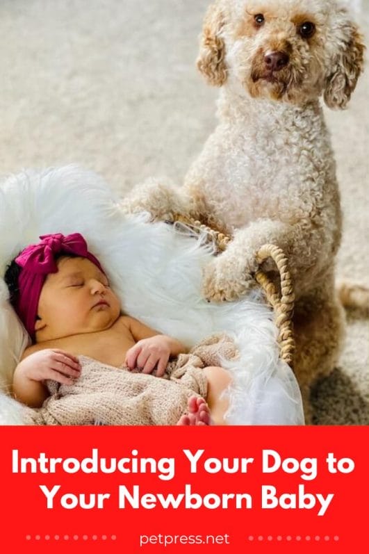 Introducing Your Dog to Your Newborn Baby The Do's and Don'ts