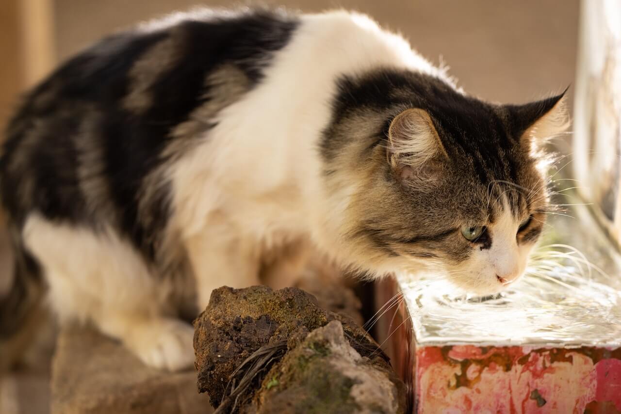 How to Keep a Cat Cool in Hot Weather 7 Ways to Beat The Heat