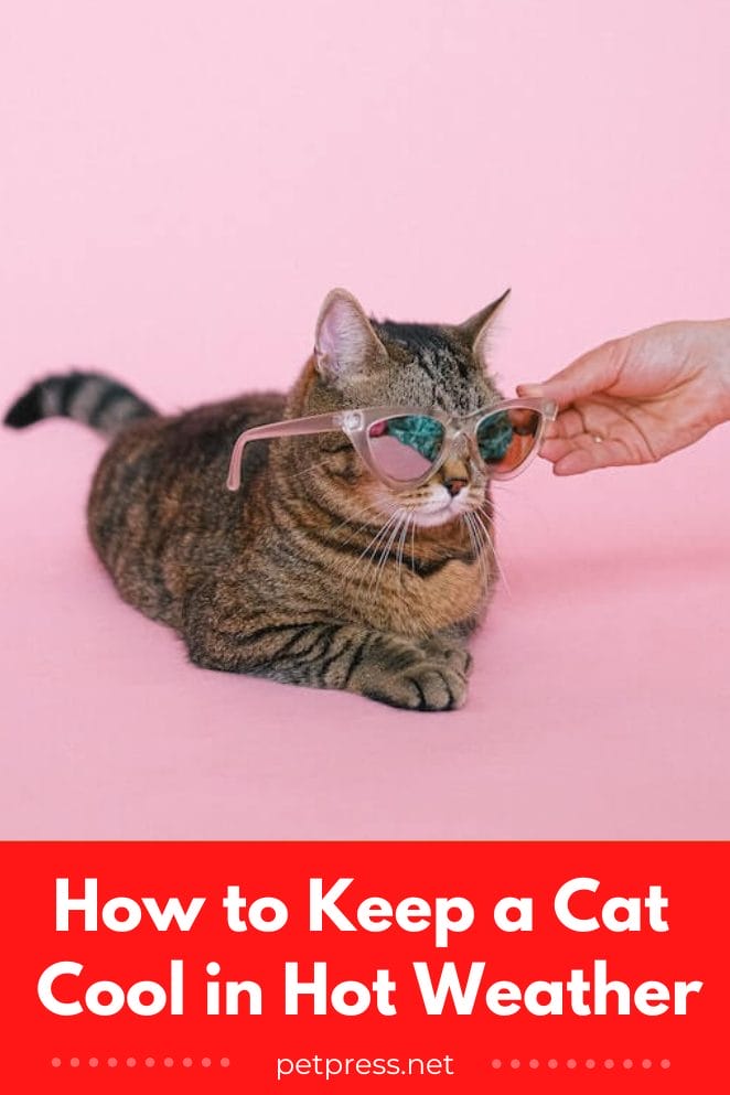 how-to-keep-a-cat-cool-in-hot-weather-7-ways-to-beat-the-heat