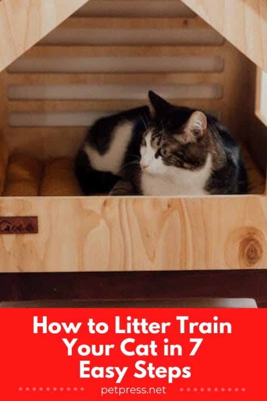 How to Litter Train Your Cat in 7 Easy Steps