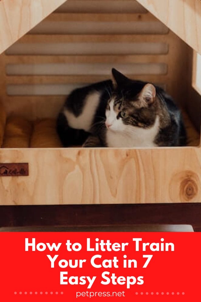 How to litter train a cat