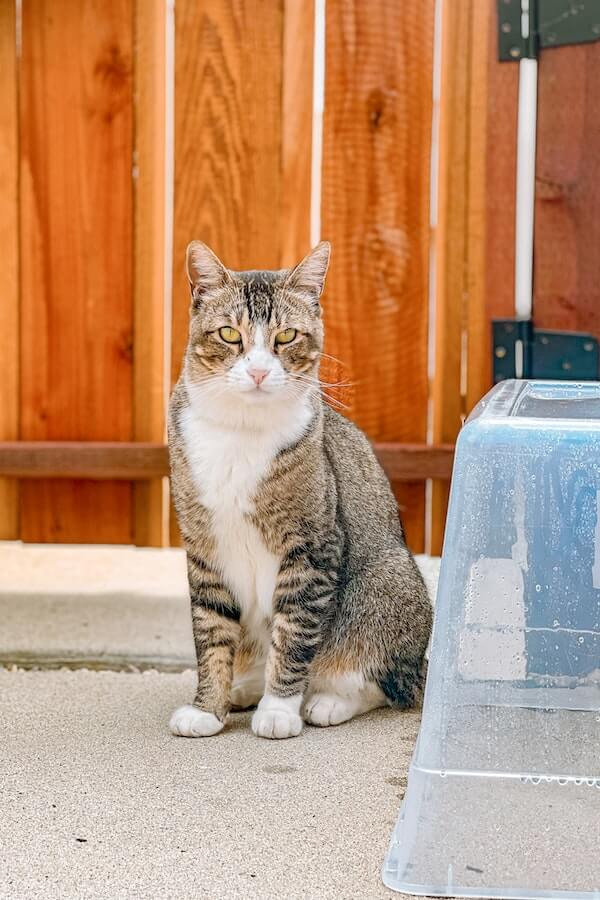 How to Litter Train Your Cat in 7 Easy Steps