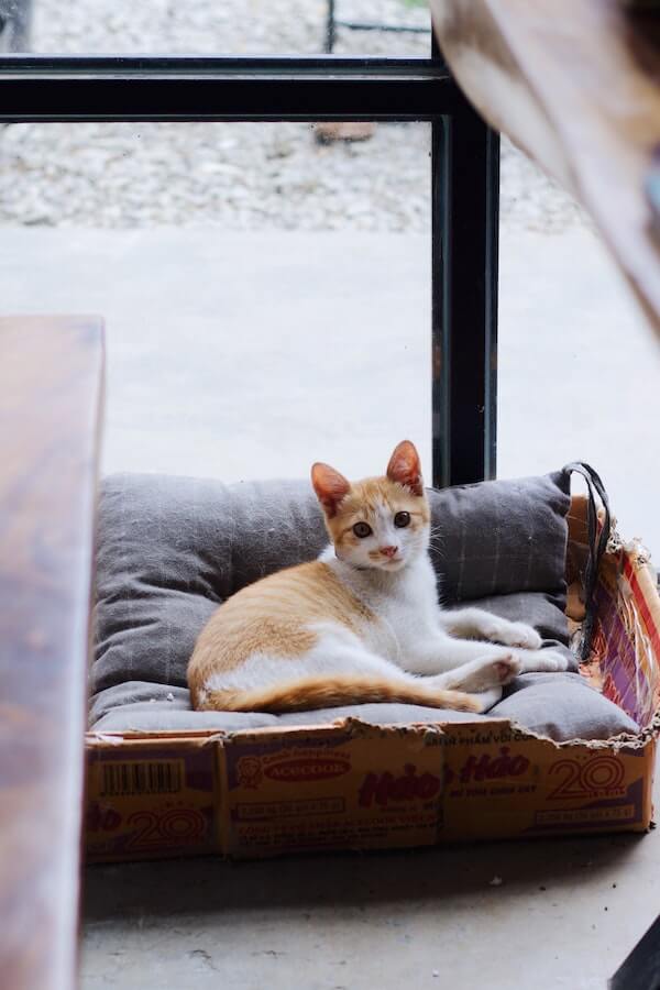 How to Litter Train Your Cat in 7 Easy Steps