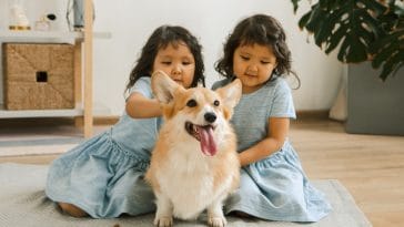 How to teach your dog to be nice around small children