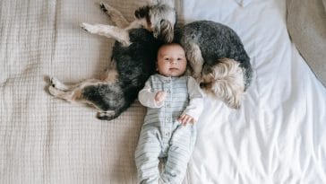 Is is a good idea to have a baby and puppy at the same time