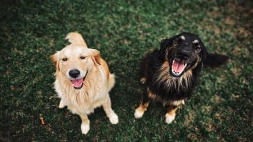 Pros and cons of getting a 2nd dog