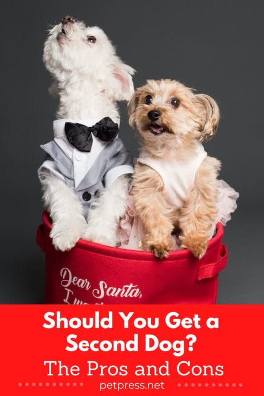 Should You Get a Second Dog? The Pros and Cons