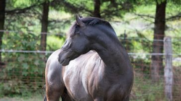Spanish horse breeds