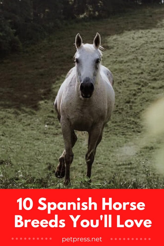 10 Spanish Horse Breeds You'll Love An Overview