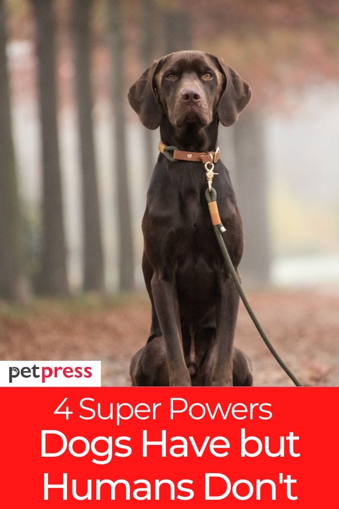 Super powers dogs have but humans dont