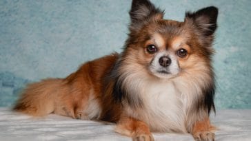 Types of chihuahua dog breeds