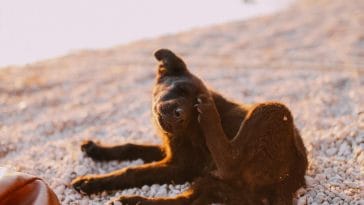 What are some common parasites that can affect dogs