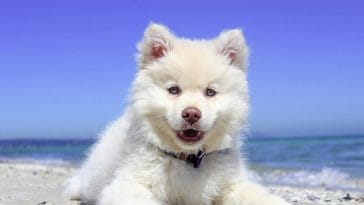 What are some signs of a healthy dog