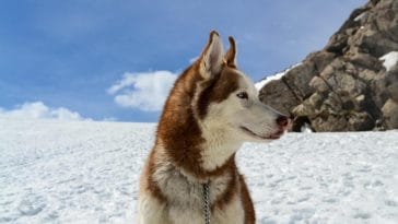 What are the best dog breeds for cold climates