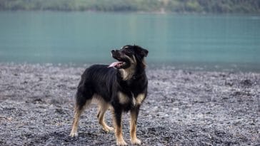 What are the best dog breeds for hot climates