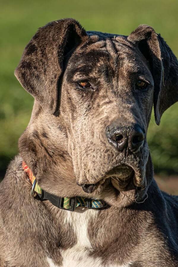 Best dog breeds for hot climates Top 10 Cool Pups