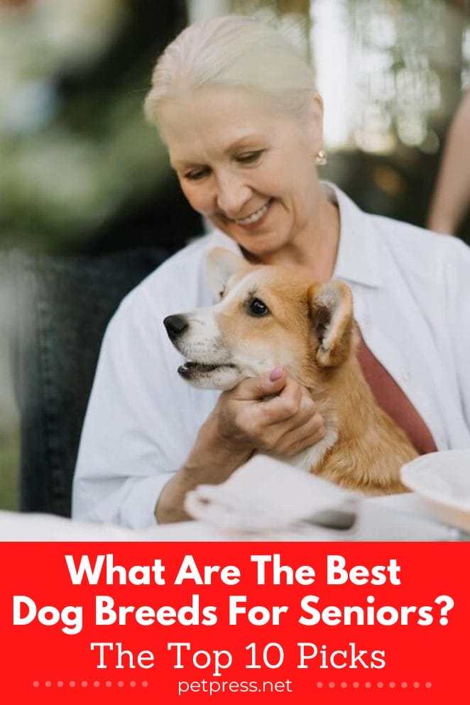 What Are The Best Dog Breeds For Seniors? The Top 10 Picks