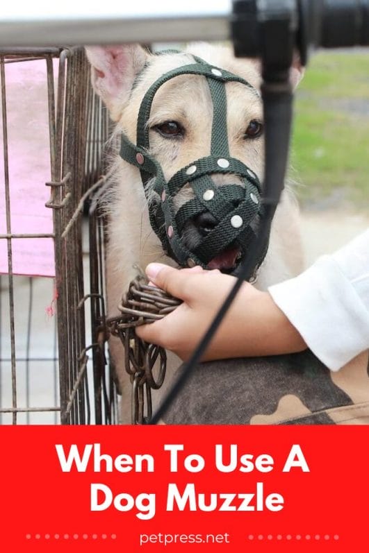 When To Use A Dog Muzzle The Ultimate Guide