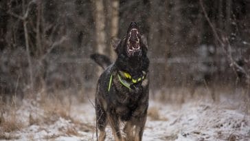 Why do dogs bark at strangers