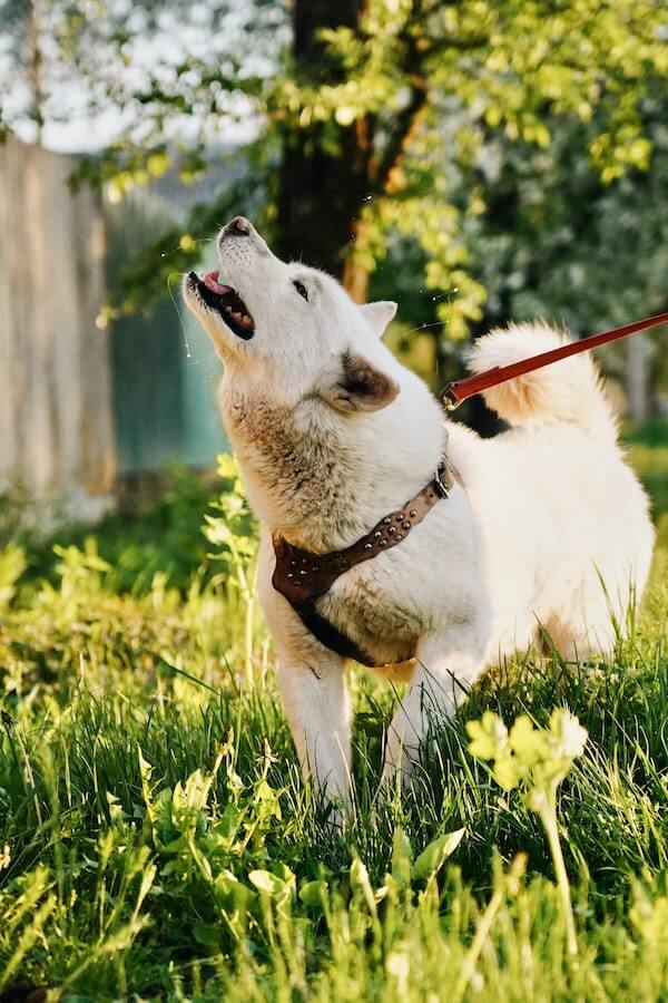 Explained Why Do Dogs Bark At Strangers?