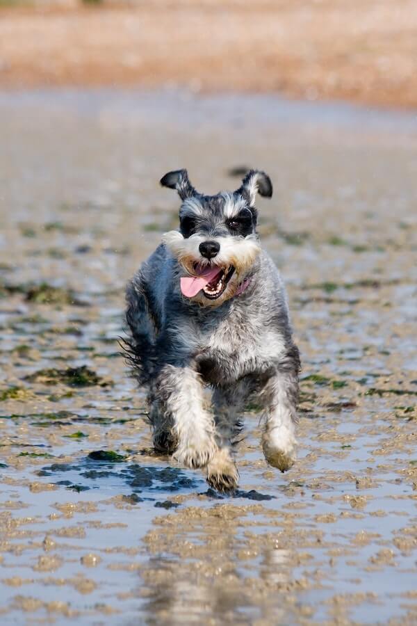 Explained Why Do Dogs Bark At Strangers?