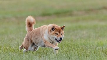 Why do dogs chase small animals