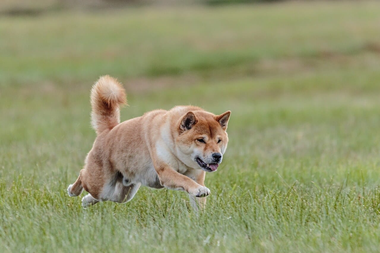 why do dogs chase small animals