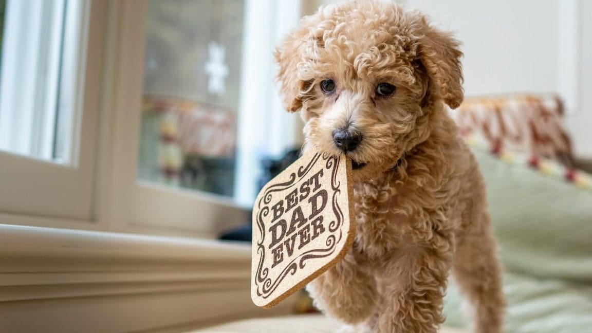 Do Dogs Remember Other Dogs? The Facts About Canine Memory