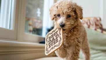 Why do dogs steal items and hide them