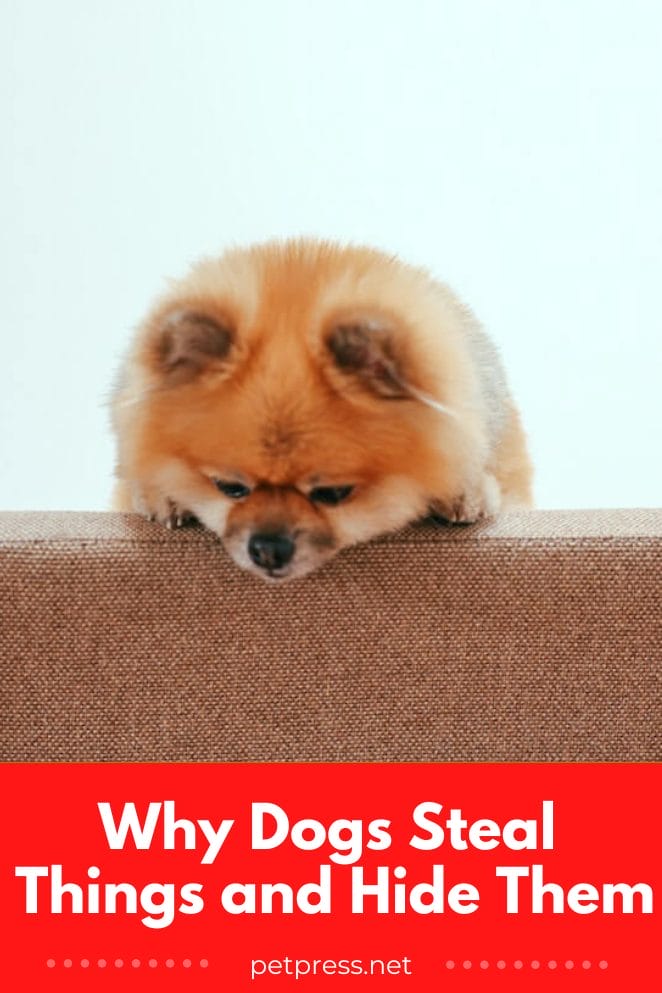 The Hound Heist Why Dogs Steal Things and Hide Them