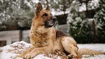 Why do dogs try and catch snowflakes