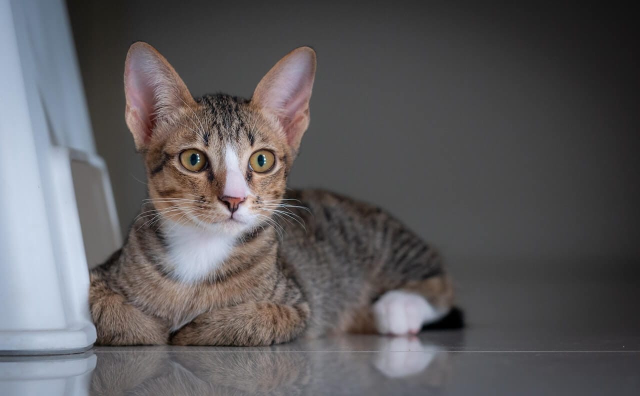 The Top 10 Anxious Cat Breeds (And How to Help Them Chillax)