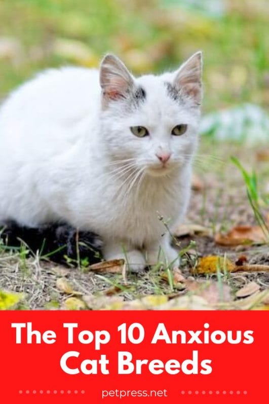 The Top 10 Anxious Cat Breeds (And How to Help Them Chillax)