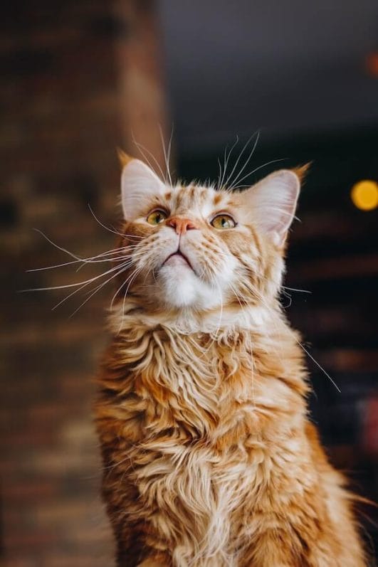 The Top 10 Anxious Cat Breeds (And How to Help Them Chillax)