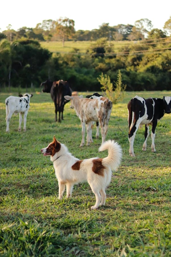 australian-shepherds