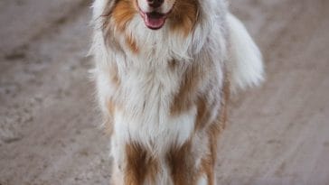 australian-shepherds