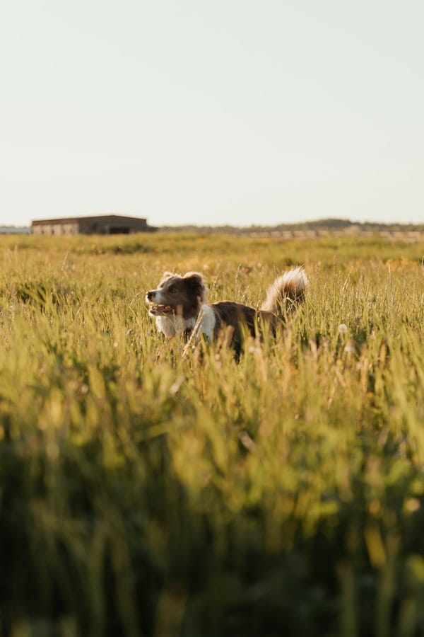 belgian-shepherd