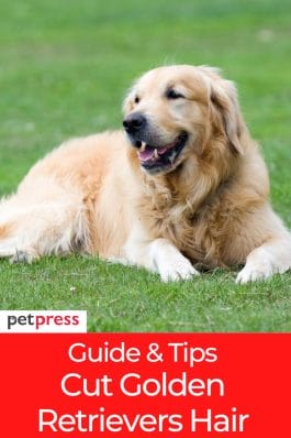 Golden Retriever Grooming Schedule: Complete Care Guide 2026