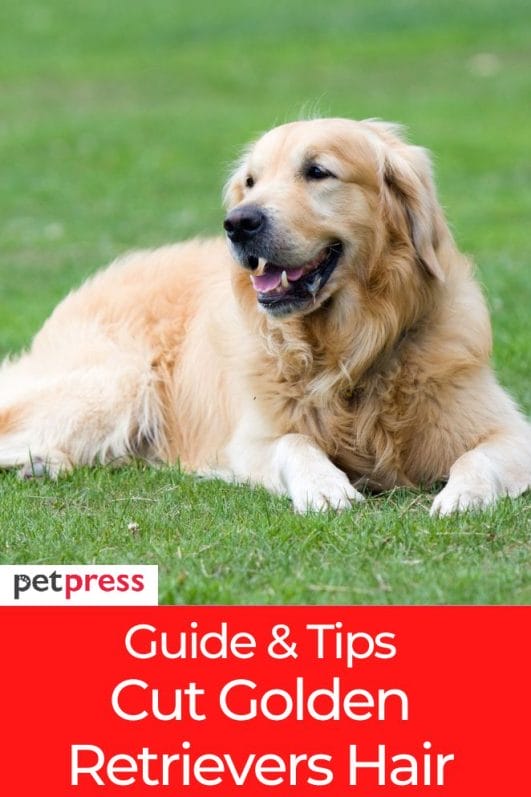 the-ultimate-guide-can-i-cut-my-golden-retrievers-hair
