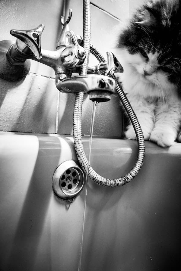 cat-bath