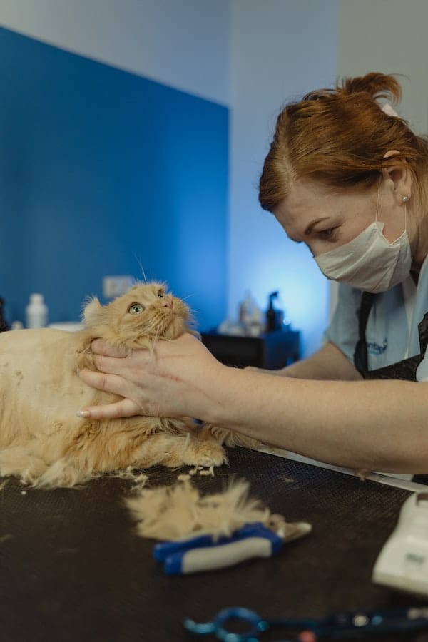 Answered How Often Should I Groom My Cat?