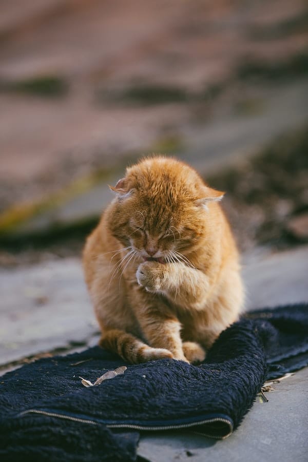 cat-hairballs