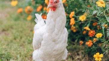 chicken-facts