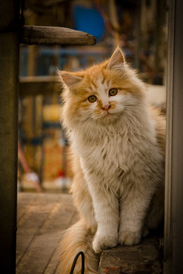 cleaning-cat-ears