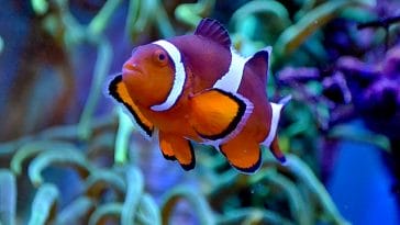 clownfish
